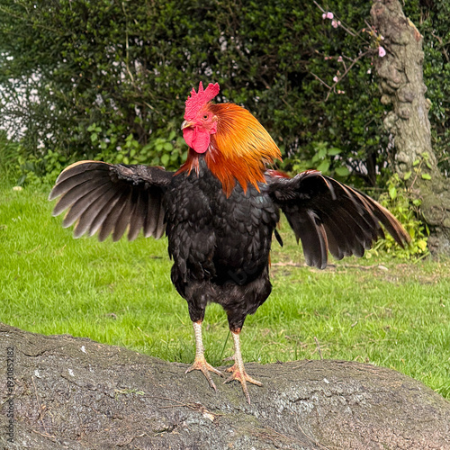 rooster in the grass