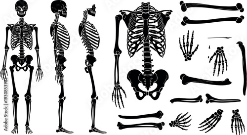 Set of black human skeleton silhouettes featuring full body views anatomy structures and individual bone elements for medical and educational designs,