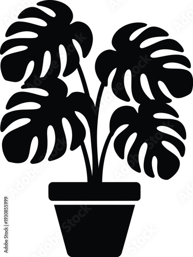 Solid black silhouette illustration displays a large Monstera Deliciosa houseplant growing vigorously inside a simple.