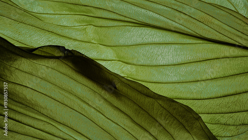 Detailed macro texture of a green leaf with intricate vein patterns, high resolution authentic botanical background
