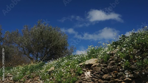 Olive tree above traditional dry stone wall covered with wildflowers in early spring. Moving clouds and gentle breeze in branches under deep blue Mediterranean sky. 4K natural landscape video.