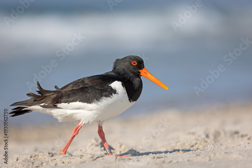 Tableau sur toile Eurasian Oystercatcher (Haematopus ostralegus) walking on a sandy beach