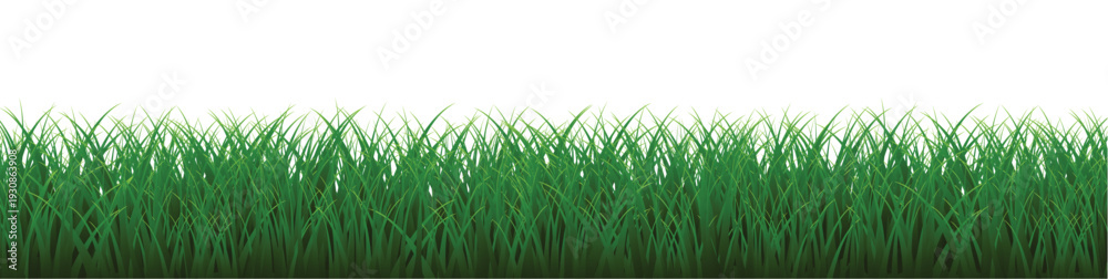 Fototapeta premium green grass background