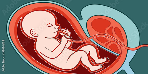 Medical vector showing unborn baby anatomy in womb environment highlighting pregnancy development, maternal healthcare, gynecology education, and fetal protection.
