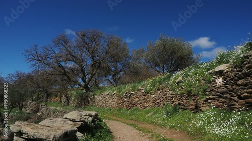 Traditional dirt path running beside dry stone wall and olive trees in early spring. Wildflowers bloom under deep blue Mediterranean sky with gentle breeze moving branches. Natural 4K countryside foot