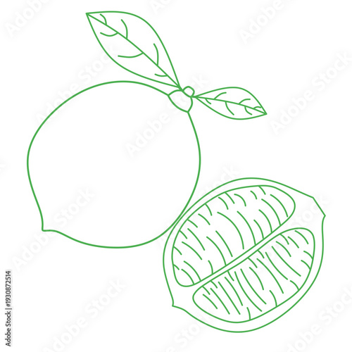 seamless citrus pattern, lemon slice isolated on white background, Freshness Orange Slice Frame, Fresh Orange Slice Illustration, orange vektor illustration, lime dan lemon vektor illustration.