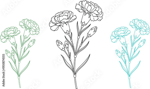Three detailed botanical illustrations of carnation flowers show various stages of bloom in blackline, green, and blue.