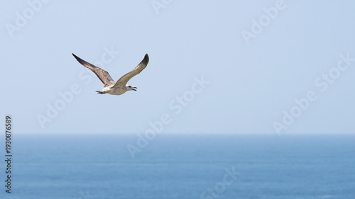 A grey gull in flight over the sea.