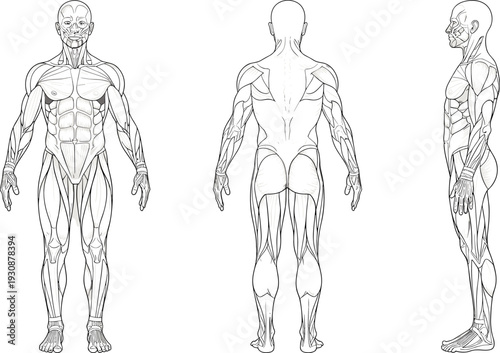 Human muscle anatomy diagram front back side views, detailed male muscular system medical illustration isolated on white background
