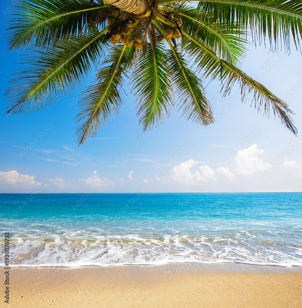Obraz premium Green leaves of Palm tree and tropical beach