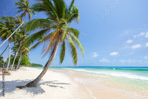 panorama of tropical beach with coconut palm trees