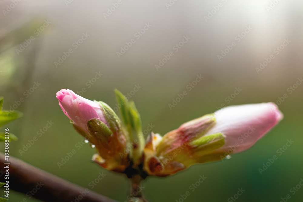 Obraz premium Spring background with blooming almond on a green background. Pink flowers, flowering season, nature, floral backdrop. Suitable for greeting cards, banners, advertising, social media, invitations, fes