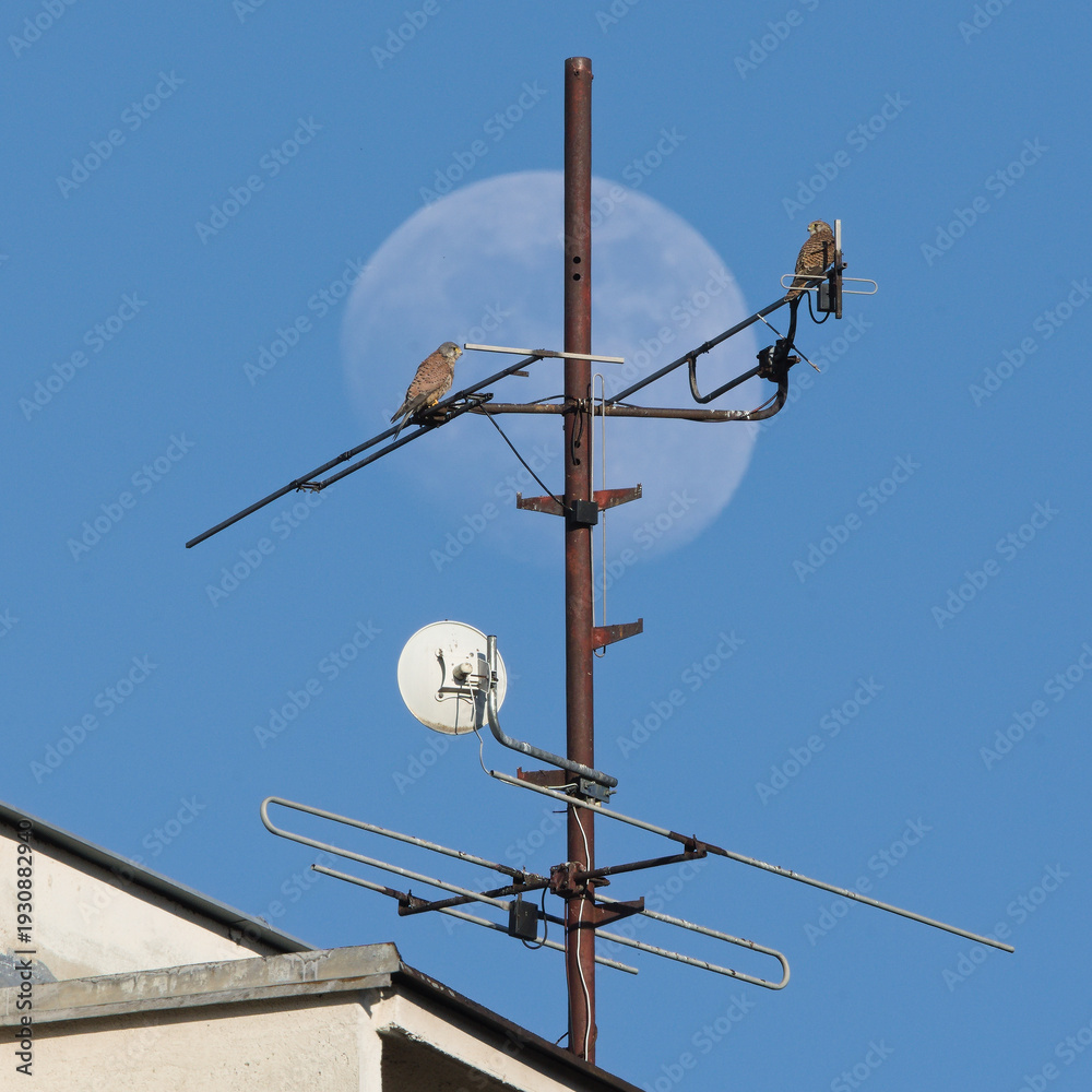 Obraz premium Common kestrels (Falco tinnunculus) perched on antenna with full moon in background in Czech Republic