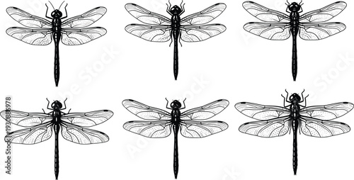 Vintage black and white dragonfly sketch set, detailed ink line art insect illustrations, hand drawn nature elements for engraving design
