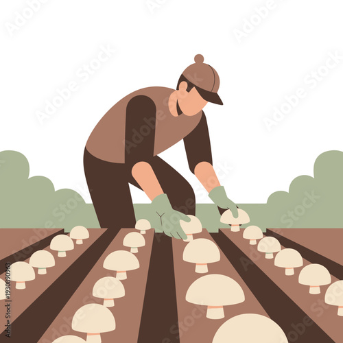Mushroom Farmer Cultivating Harvest in Organic Agricultural Field
