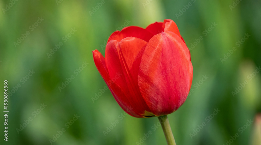 Fototapeta premium Vibrant red tulip blooming in a lush green meadow, highlighting beauty of wild tulips in nature. Stunning display of wildflowers in a mountain meadow setting conveys warmth and joy.
