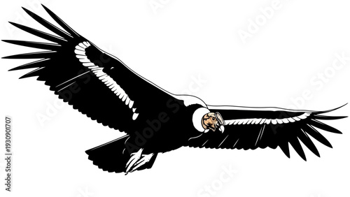 Andean condor in flight