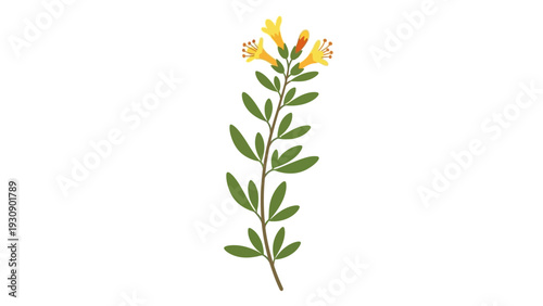 A single stem of yellow flowers with green leaves on a white background