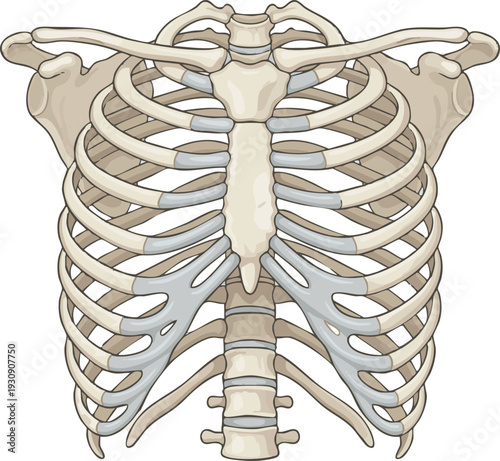 Anatomical illustration of the human rib cage showing thoracic vertebrae, ribs, and sternum in a clear, simplified diagram