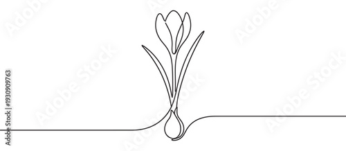 Crocus flower blooming from a bulb with elegant continuous line drawing style illustrating growth and new beginnings.