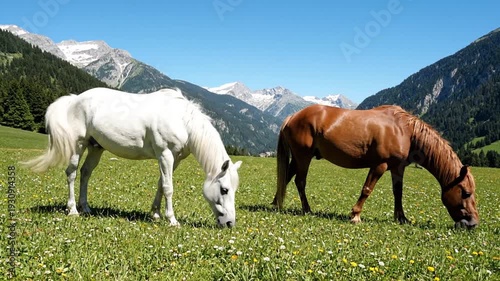 Wallpaper Mural Horses grazing in mountain meadow on a sunny summer day Torontodigital.ca