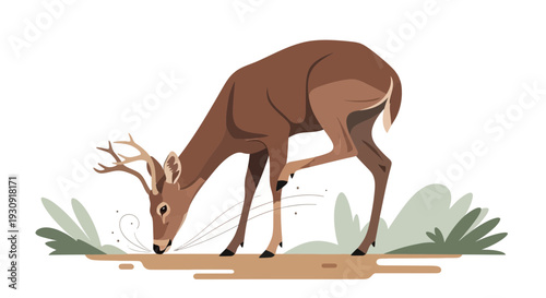 Whitetail Deer Buck Grazing with Antlers in a Meadow