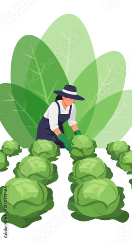 Woman Gardener Tending To A Lush Cabbage Patch On A Sunny Day