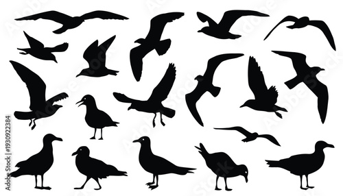 Assortment of seagull silhouettes in flight and on ground
