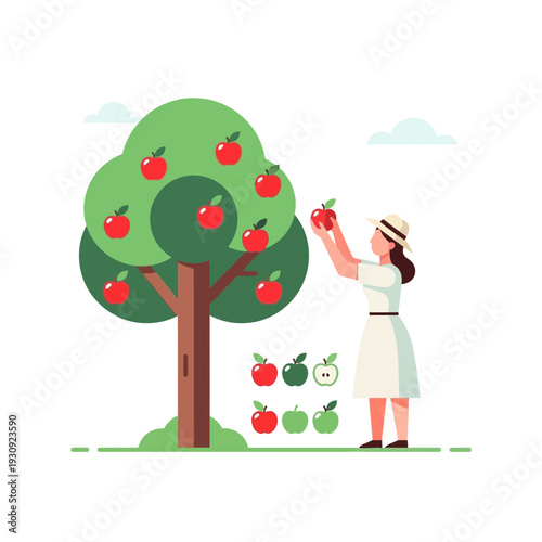 Woman Picking Ripe Apples From A Lush Tree In An Orchard