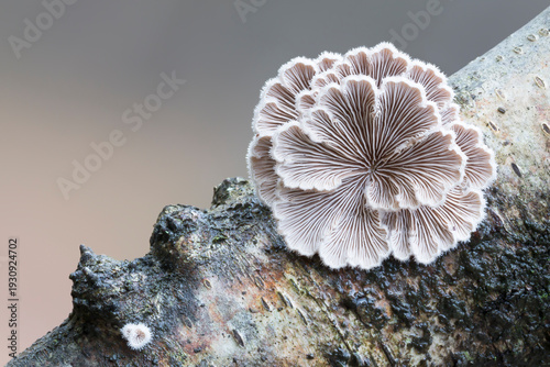 Foto Schizophyllum commune fungus growing on birch tree bark in the Netherlands durin