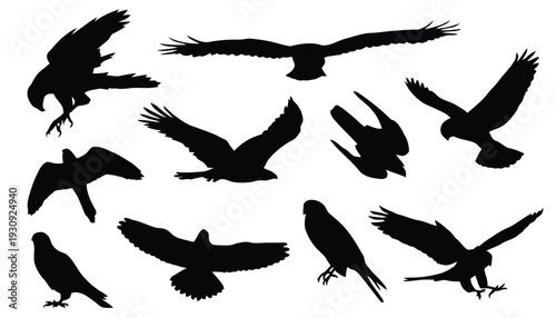 Collection of bird of prey silhouettes in flight and perched poses