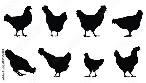 Collection of black chicken silhouettes in various poses and angles, farm animal illustration