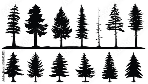 Collection of evergreen coniferous trees silhouettes in different shapes and sizes
