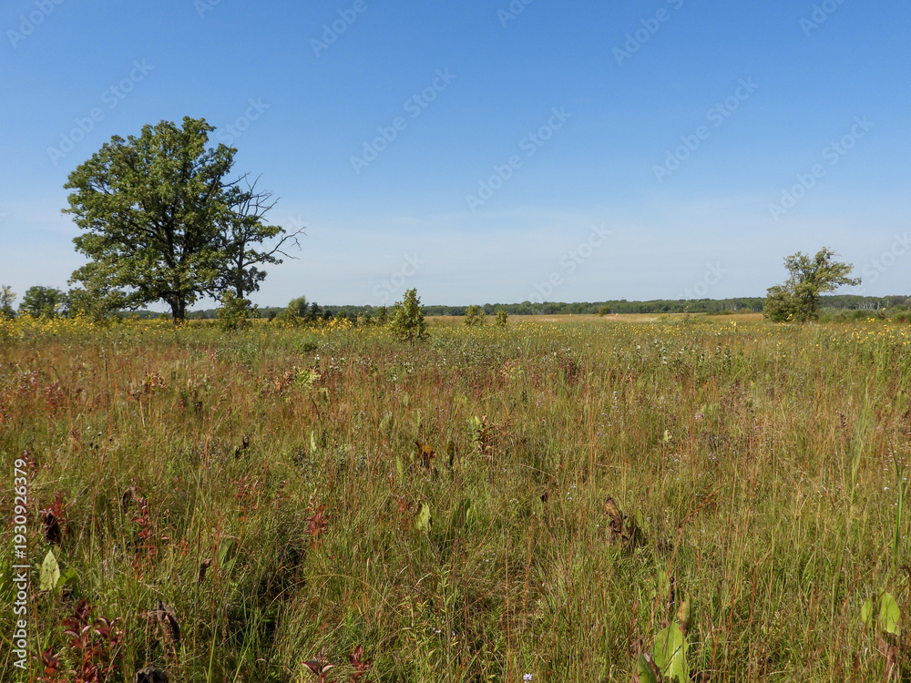 Fototapeta premium Midwest Native Prairie Landscape Under Blue Sky
