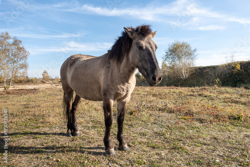 Side view of a Konik pony in a heathland, European pony breed from Central and Eastern Europe, grazing or standing in natural open landscape.