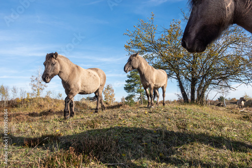 Konik ponies crossing hills in a heathland, one pony looking toward the camera, European pony breed from Central and Eastern Europe, natural open landscape.