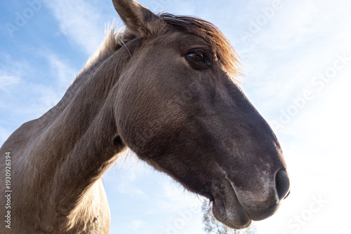 Close-up of a Konik pony’s head in a heathland, European pony breed from Central and Eastern Europe, detailed view of mane and facial features in natural habitat.