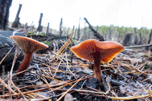 Two red waxcap mushrooms (Hygrocybe coccinea) on moist forest floor, detailed view of vibrant fungi in natural woodland habitat.