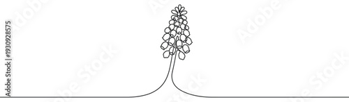 Grape hyacinth flower continuous line art drawing illustration capturing the delicate beauty of spring blossoms in a minimalist style.