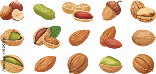 Set of Different Nuts Flat Vector Illustration Including Almond Walnut Peanut and Hazelnut Healthy Food Collection