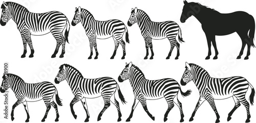 Zebra Vector Illustration Set with Multiple Walking Standing and Side View Poses Isolated on White Background