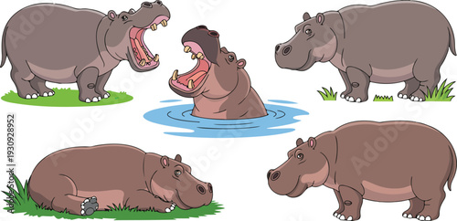 Hippopotamus Cartoon Illustration Set Featuring Standing Sitting Swimming and Yawning Poses Vector Collection