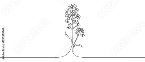 Elegant continuous line drawing rapeseed flower plant illustration showcasing a minimalist botanical design for natural themes.