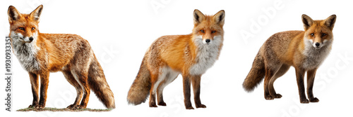 Set of Red vulpes vulpes fox lying down on transparent png background. Ai generated