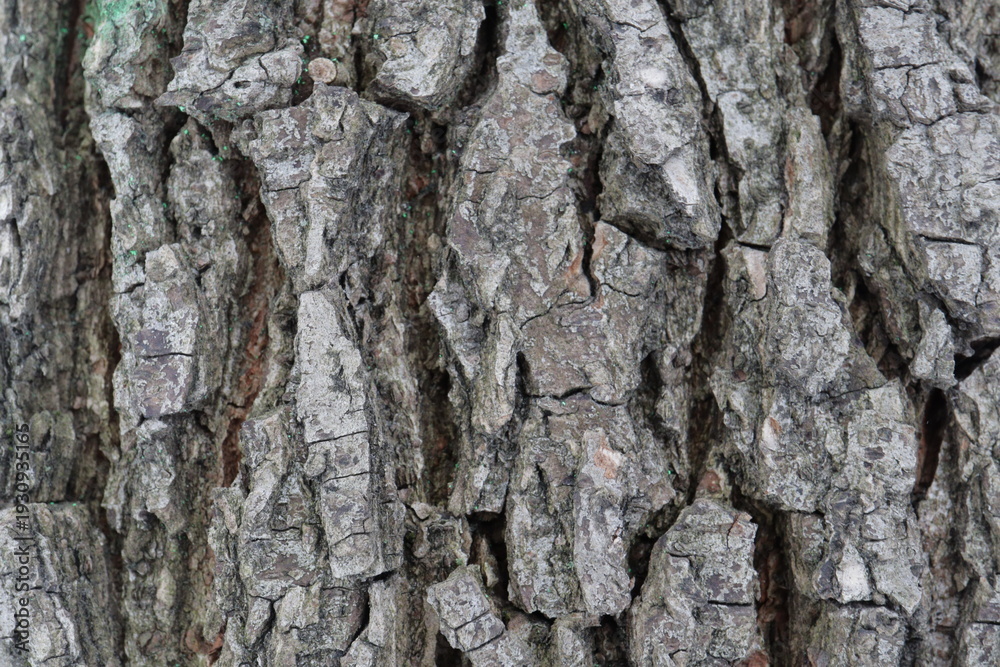 Obraz premium Tree bark texture close up natural wood pattern 
