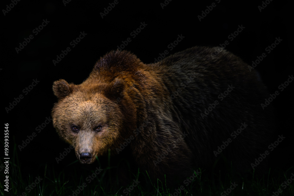 Obraz premium Detailed portrait of a wild brown bear looking at camera