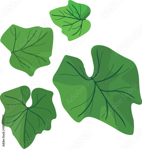 Set of green pumpkin leaves isolated on white background