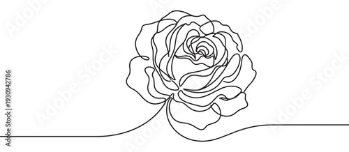 Beautiful single rose drawn in continuous line art style, elegantly capturing the essence of romance, nature, and minimalist beauty.