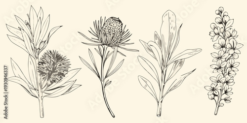Vintage botanical illustration featuring various australian native flowers and foliage