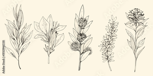 Botanical illustration of various grasses and flowering plants
